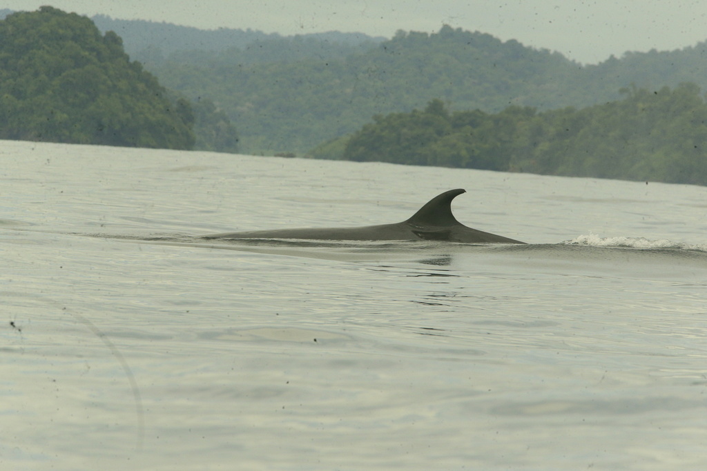 Eden's Whale