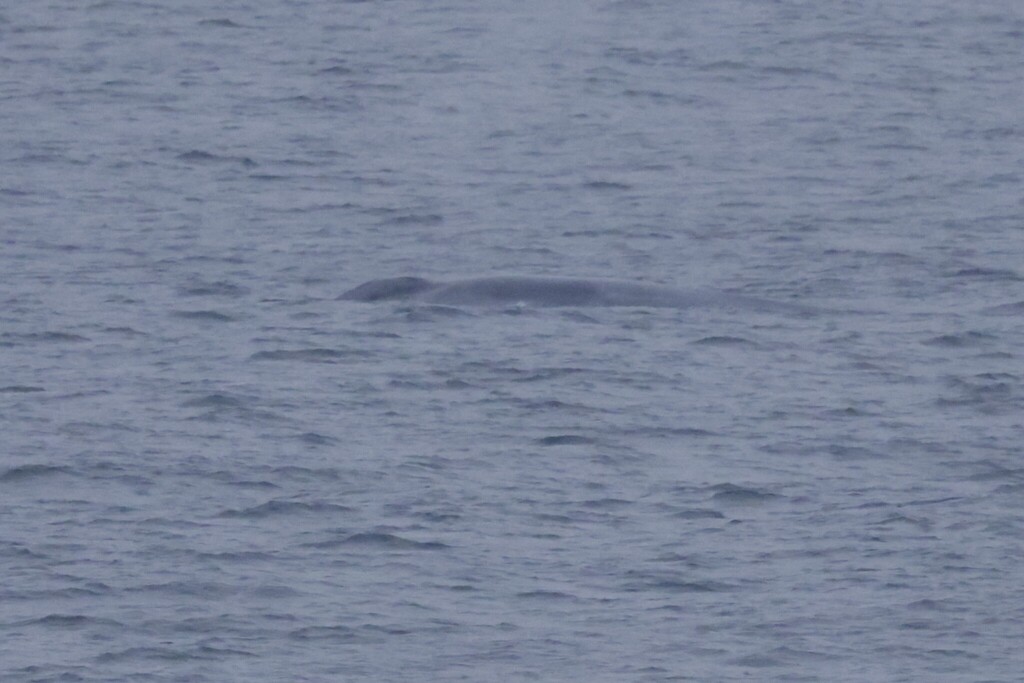 Blue Whale
