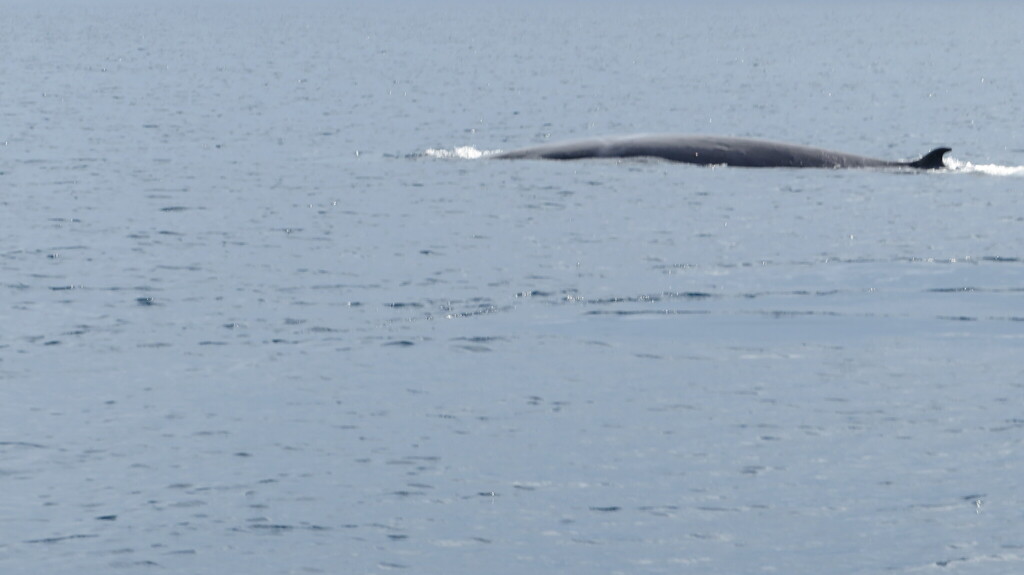 Omura's Whale