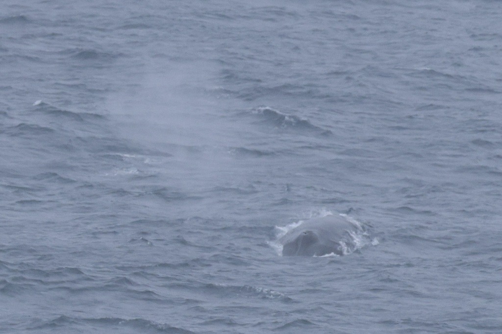 Fin Whale