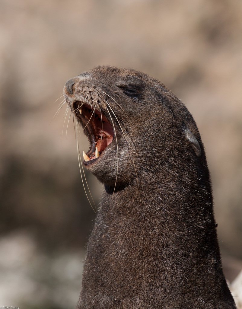 Northern Fur Seal