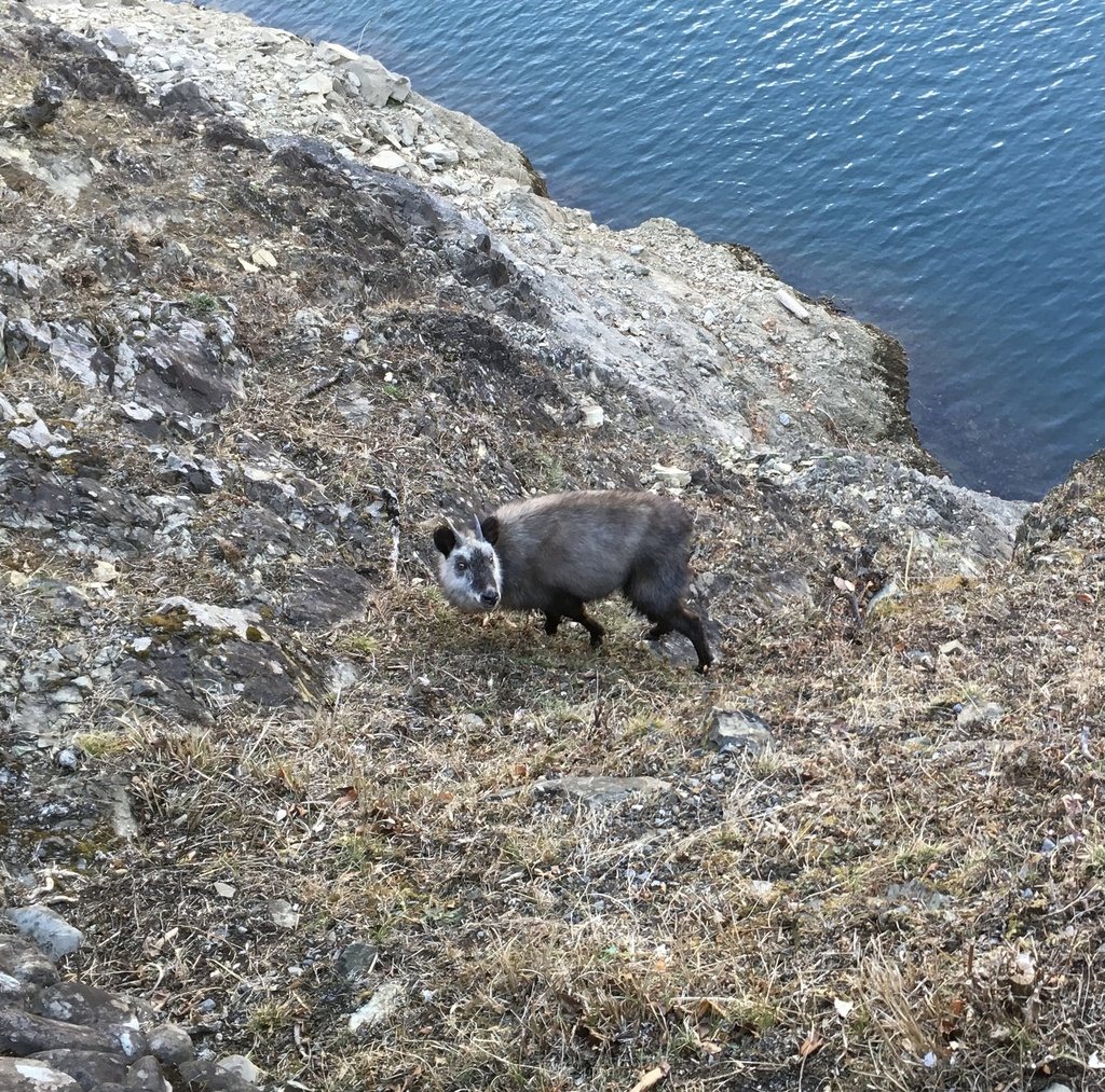 Japanese Serow