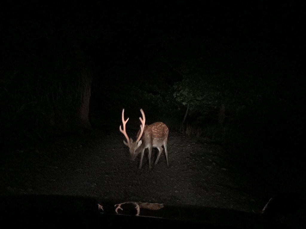 Sika Deer