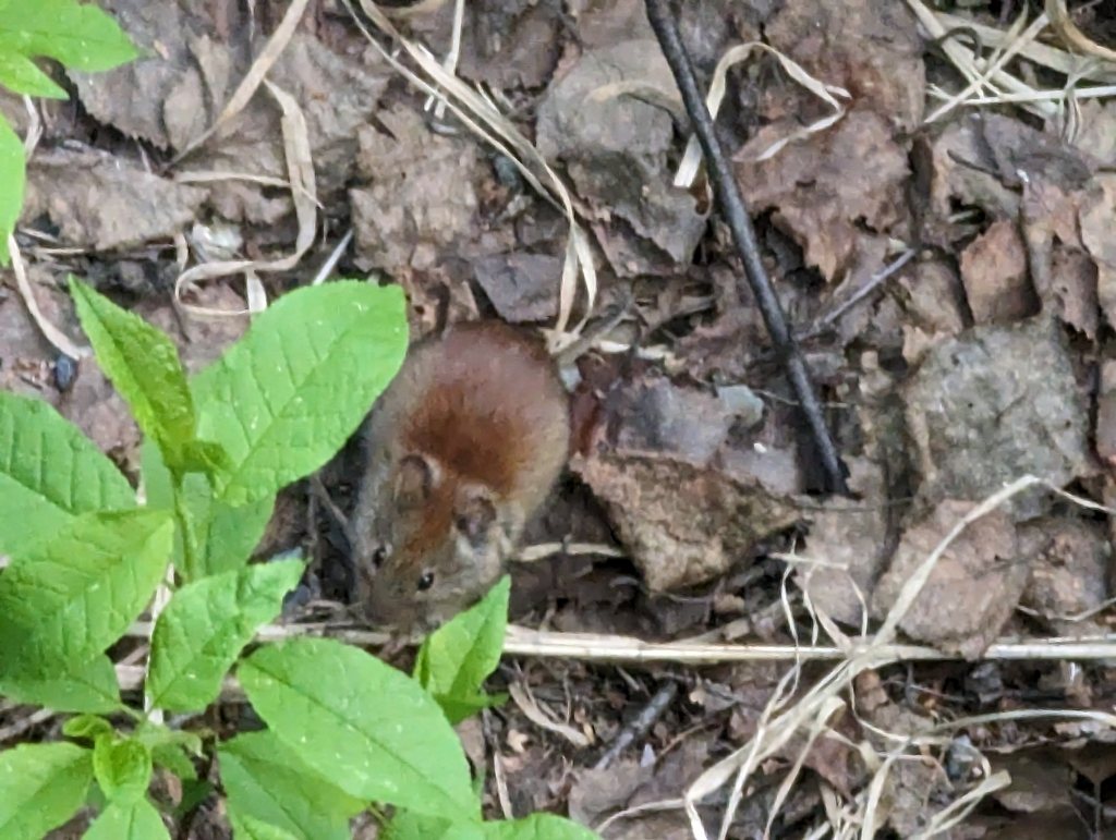 Northern Red-backed Vole
