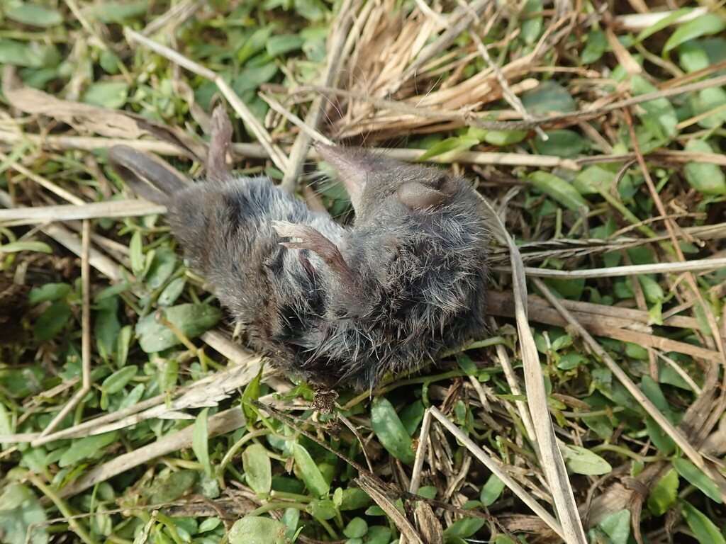 Dsinezumi White-toothed Shrew