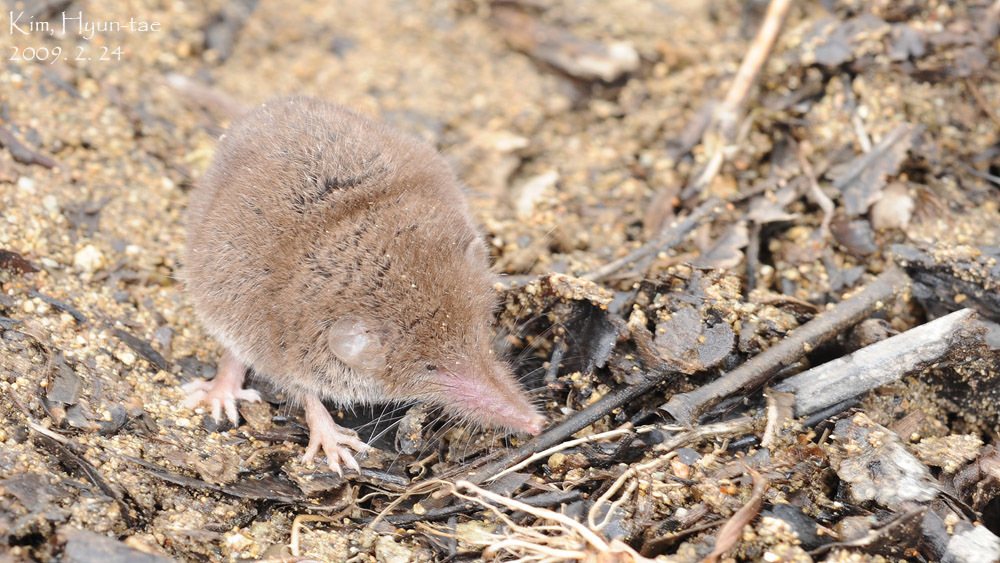 Shantung White-toothed Shrew