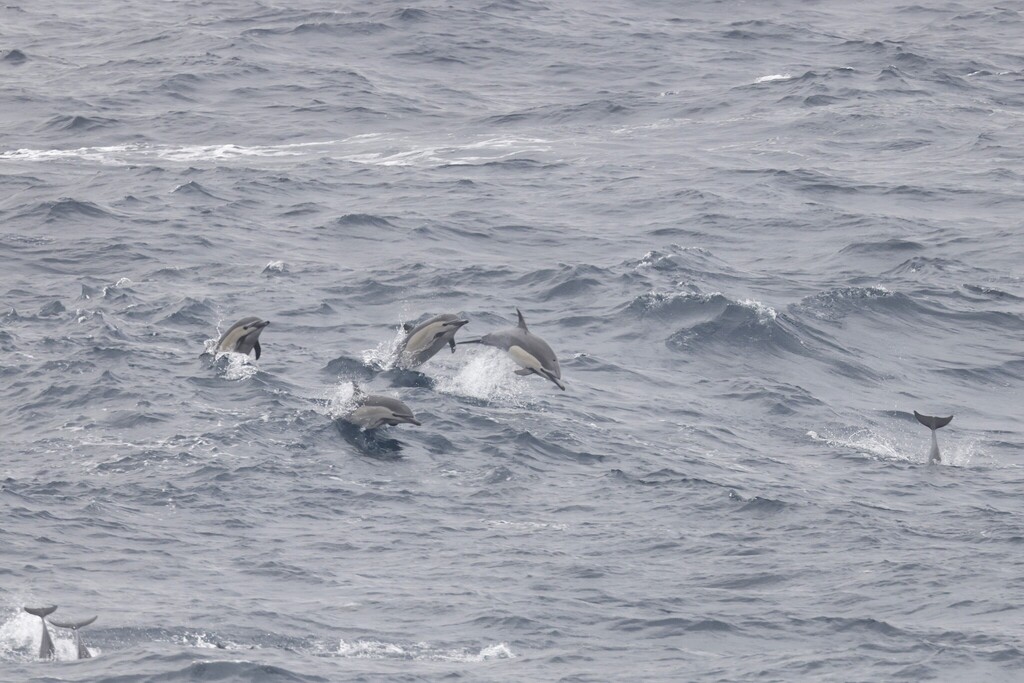 Panglobal Common Dolphin