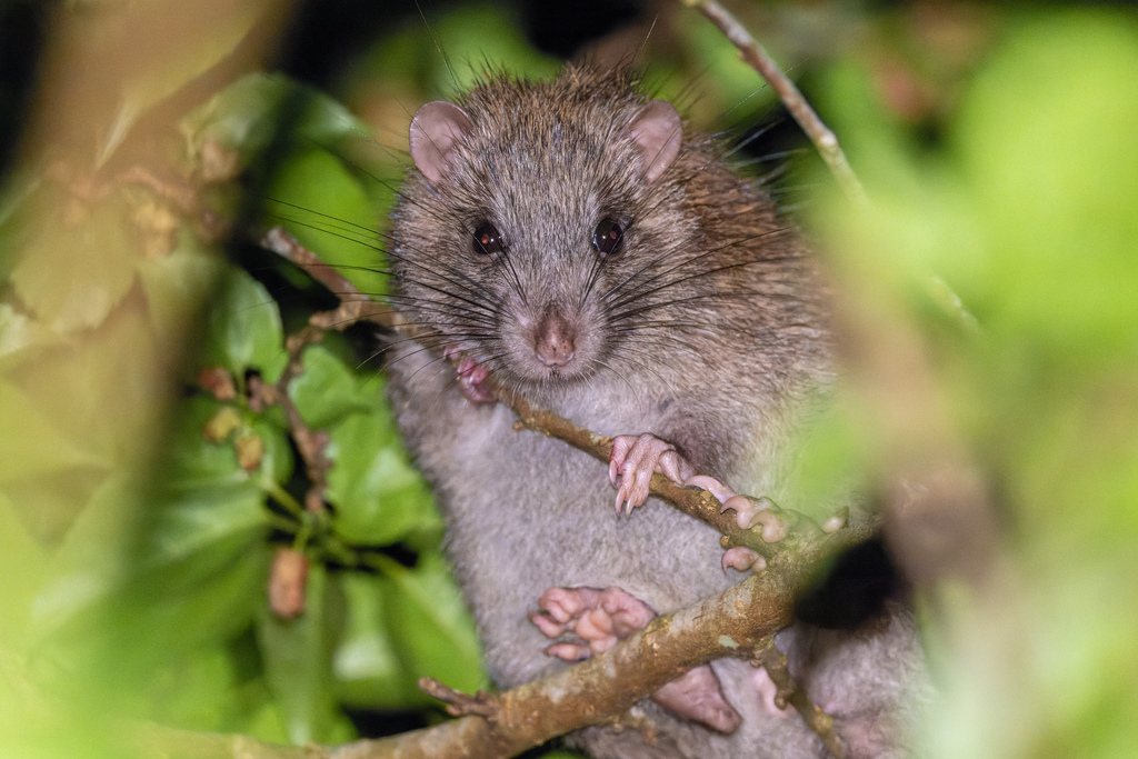 Ryukyu Islands Tree Rat