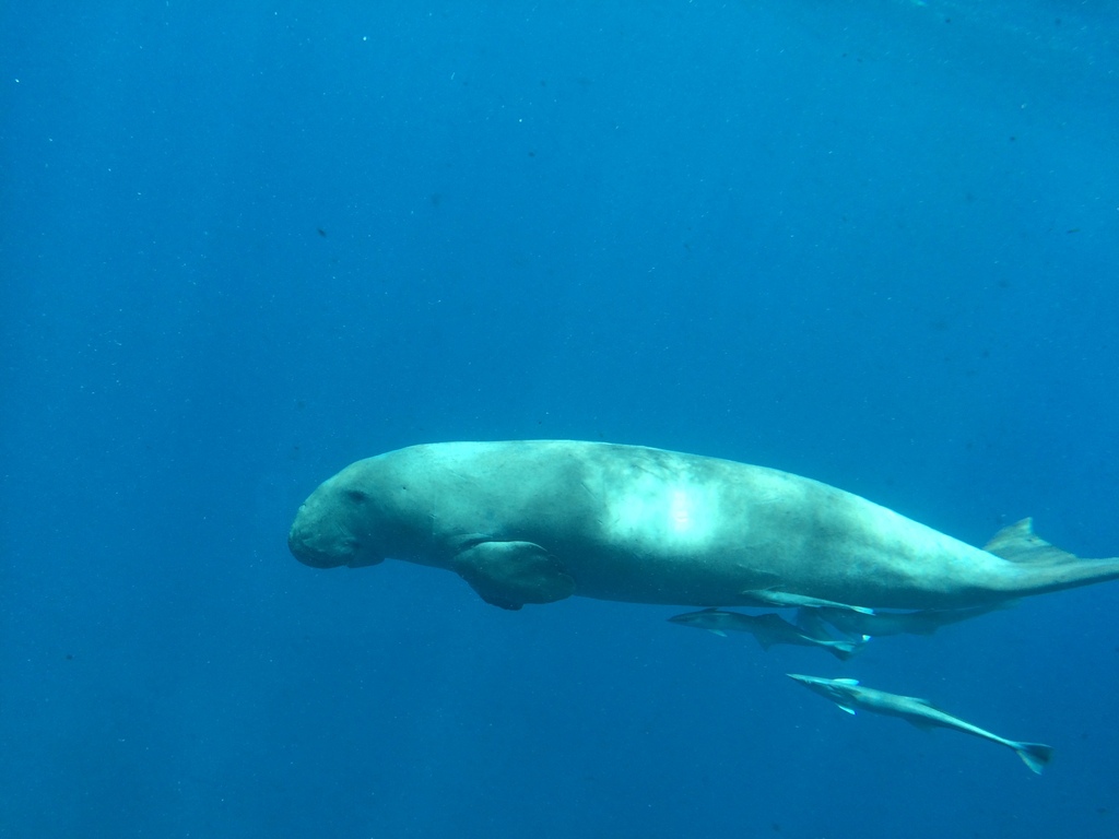 Dugong