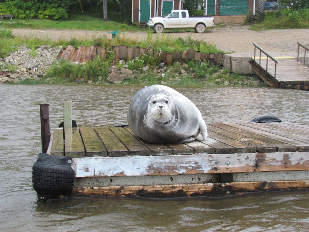 Bearded Seal