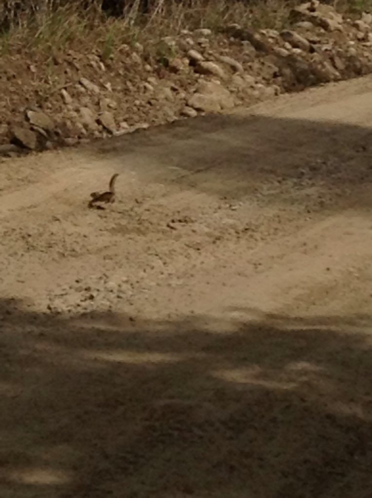 Siberian Chipmunk