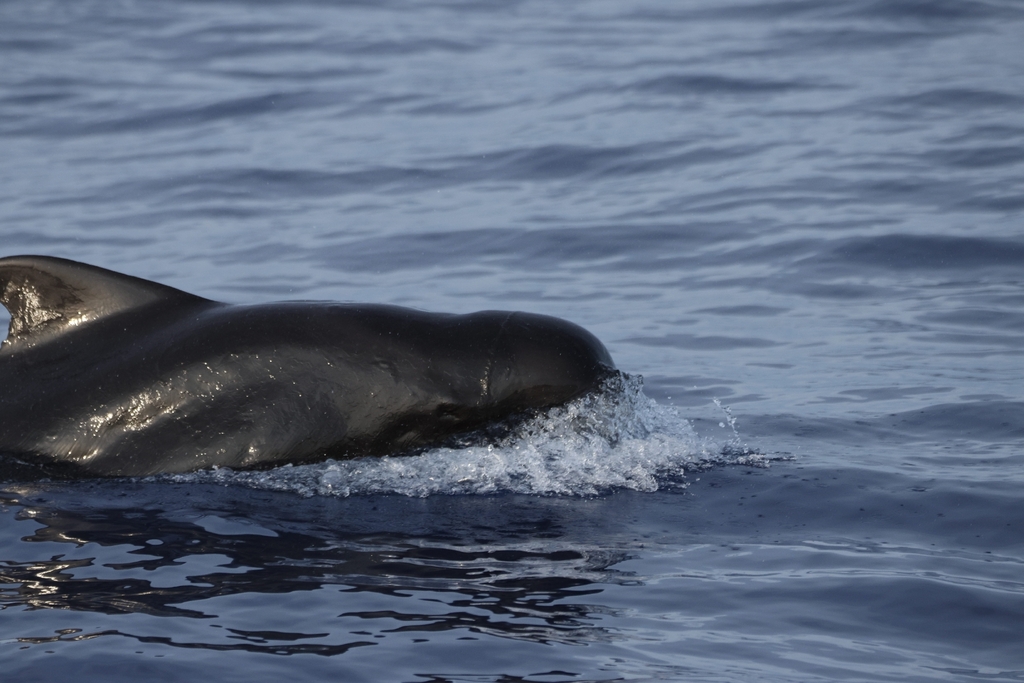 Short-finned Pilot Whale