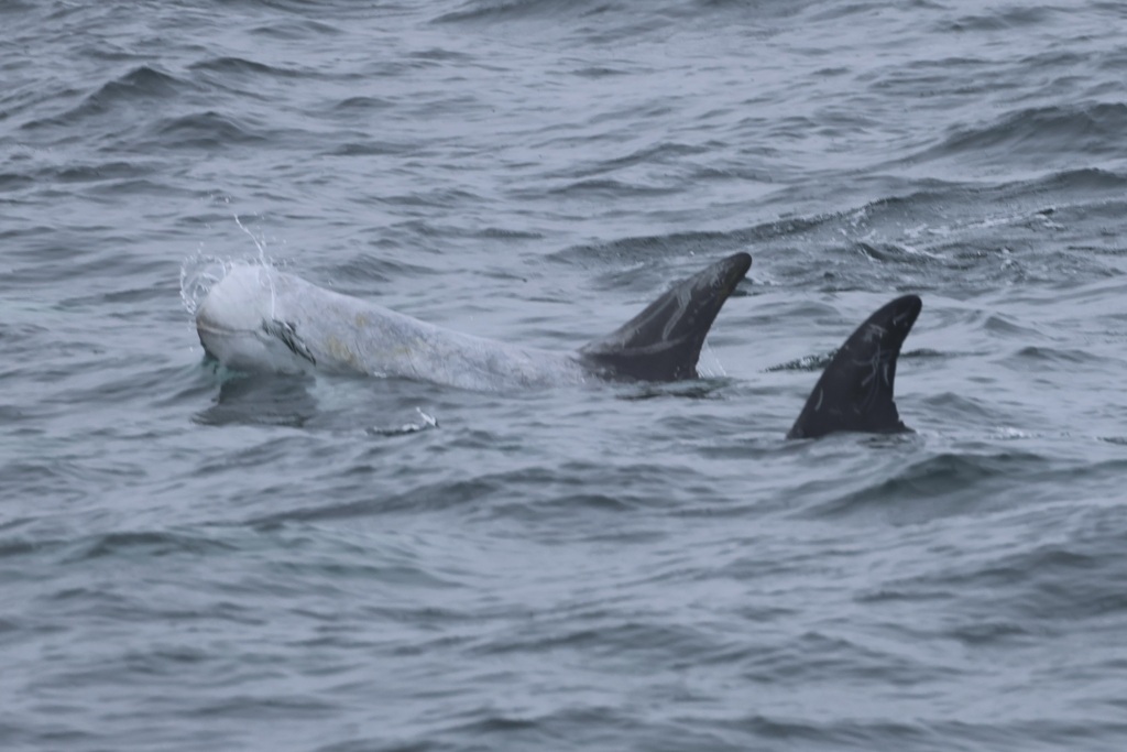 Risso's Dolphin