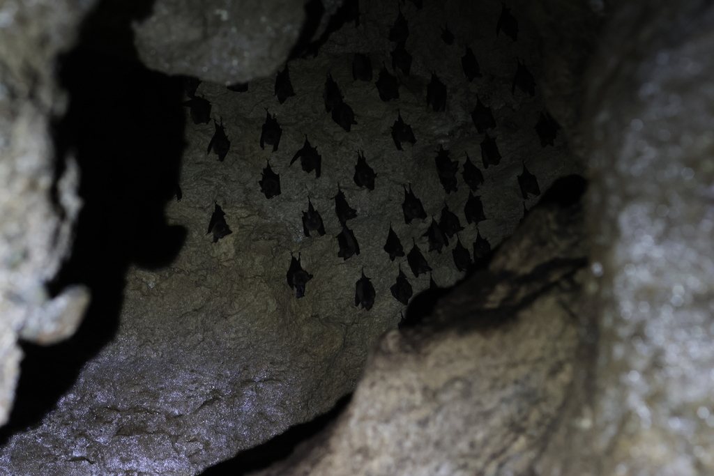 Lesser Roundleaf Bat