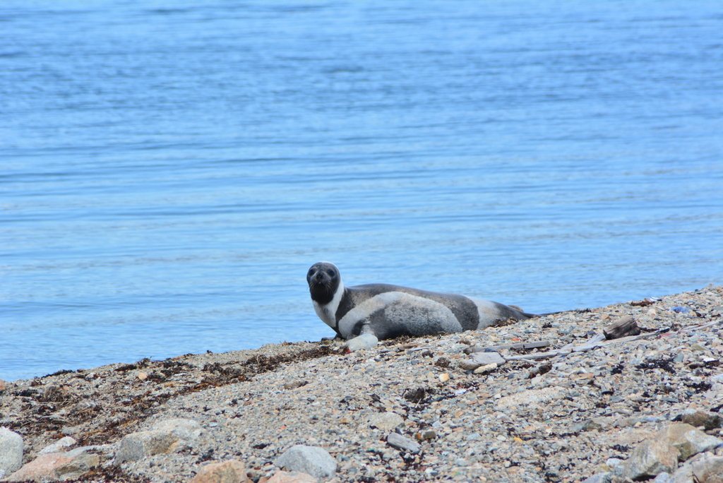 Ribbon Seal