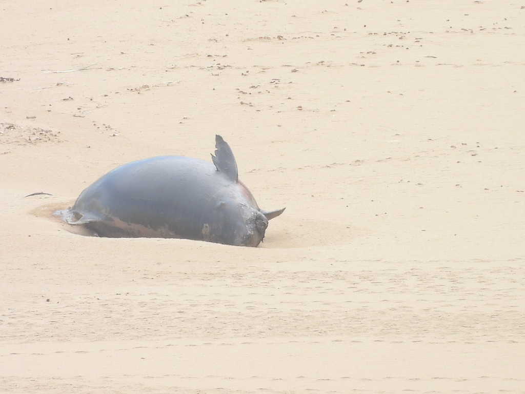 Pygmy Sperm Whale