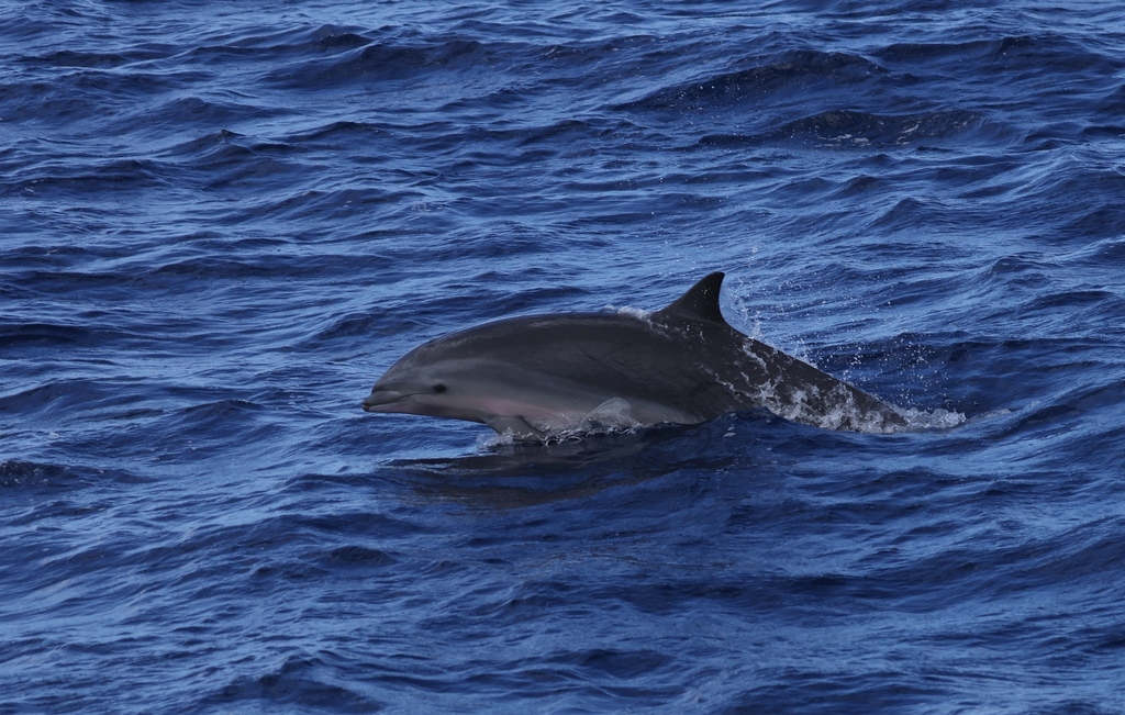 Fraser's Dolphin