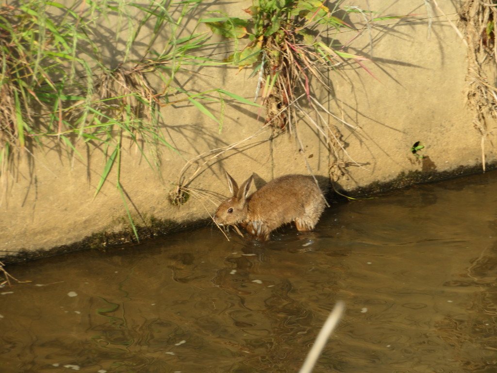 Japanese Hare