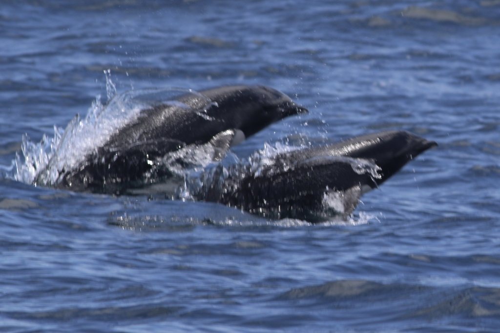 Northern Right-whale Dolphin