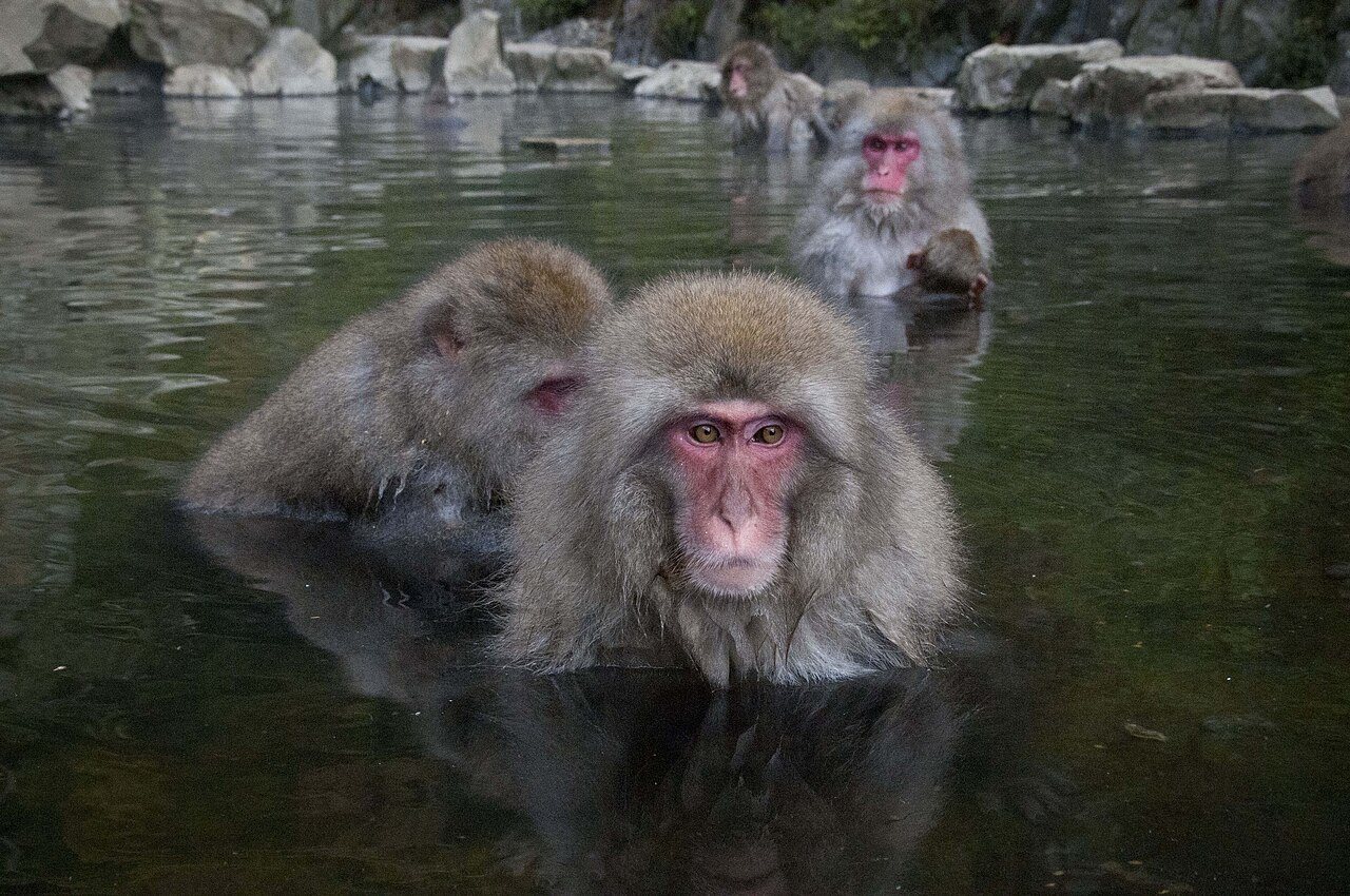 Japanese Macaque
