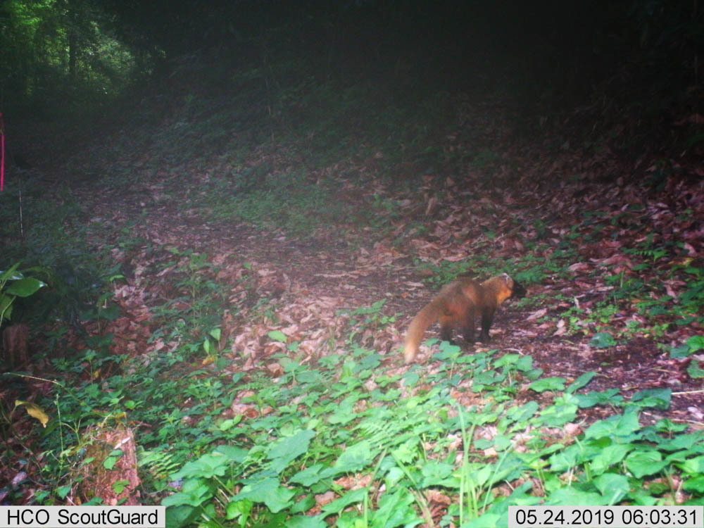 Japanese Marten