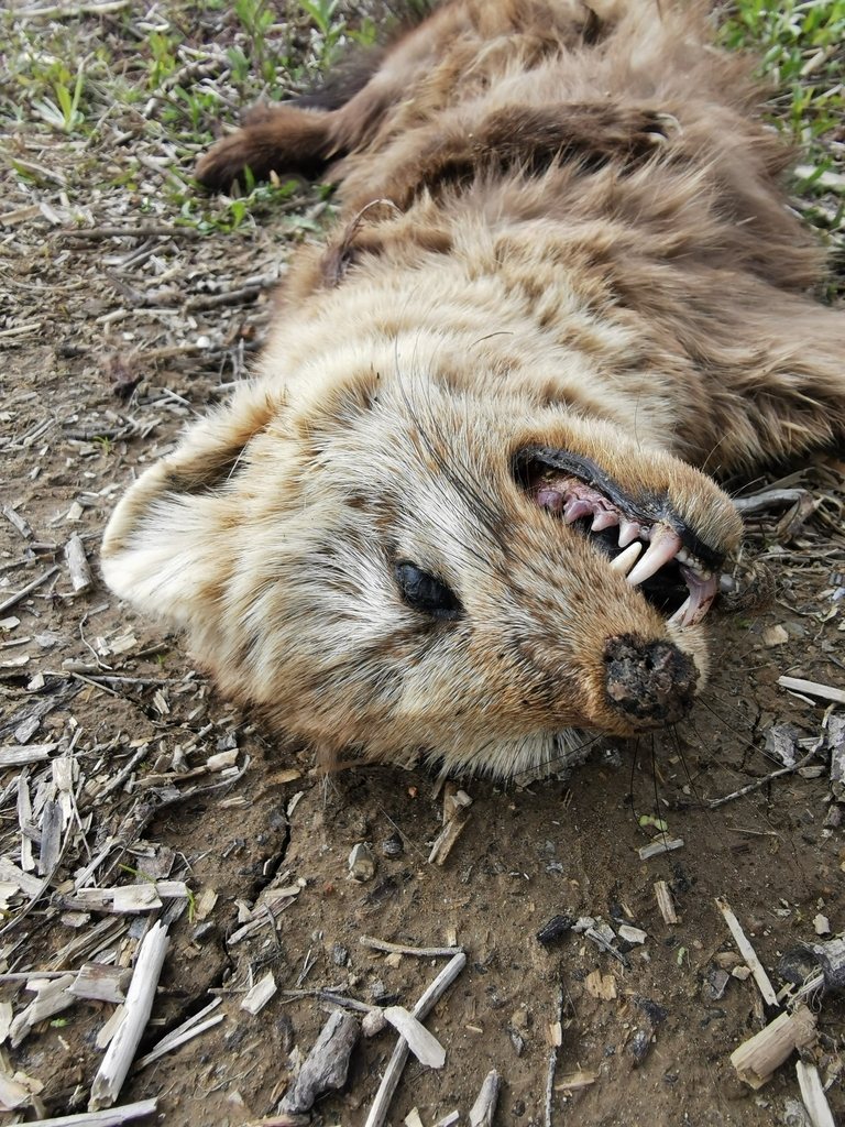 Sable