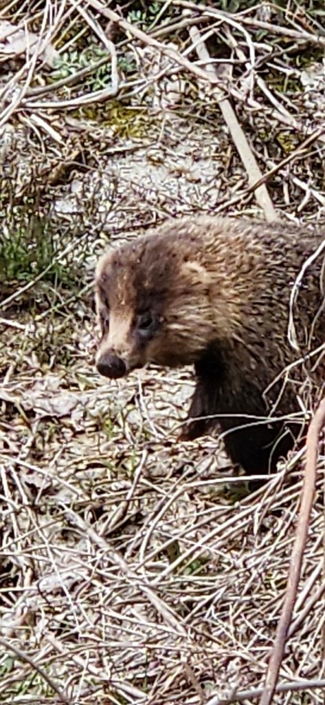 Japanese Badger