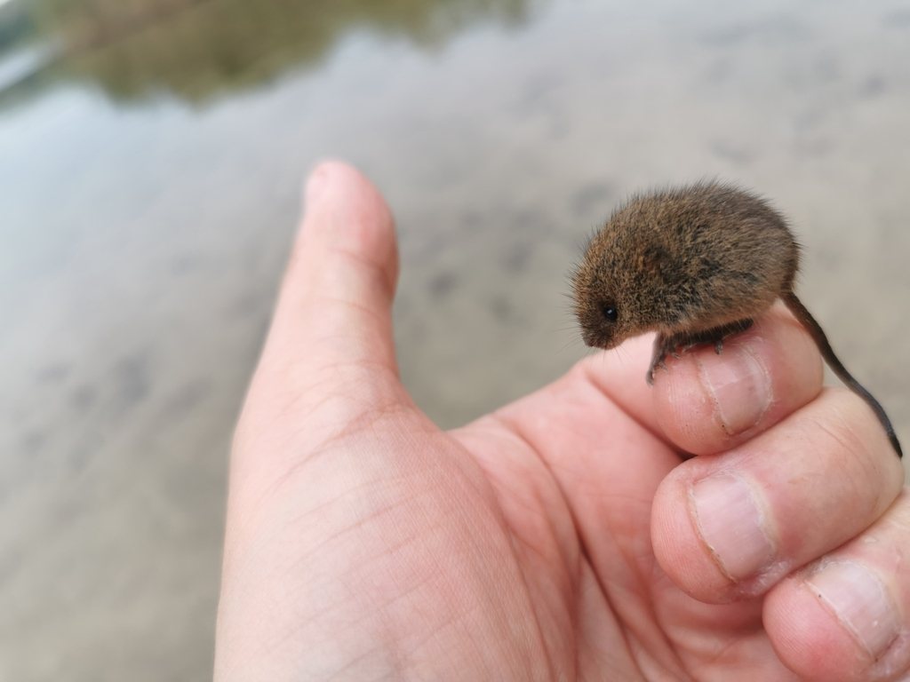 Eurasian Harvest Mouse