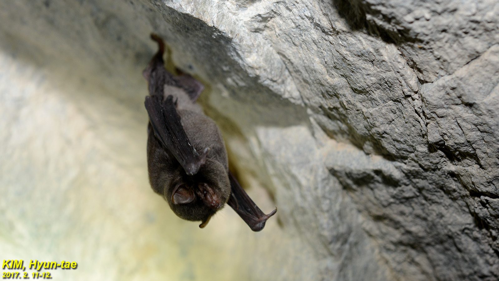 Asian Long-fingered Bat