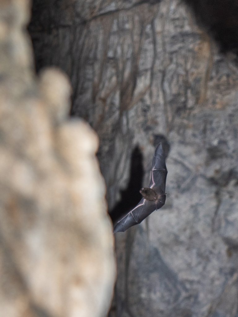 Ryukyu Long-fingered Bat