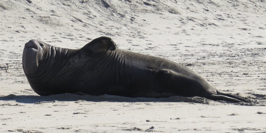 Northern Elephant Seal