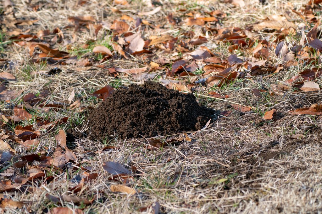 Small Japanese Mole