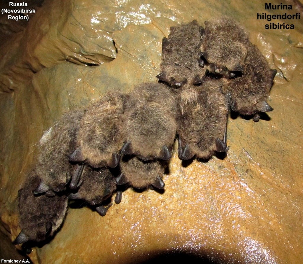 Hilgendorf's Tube-nosed Bat