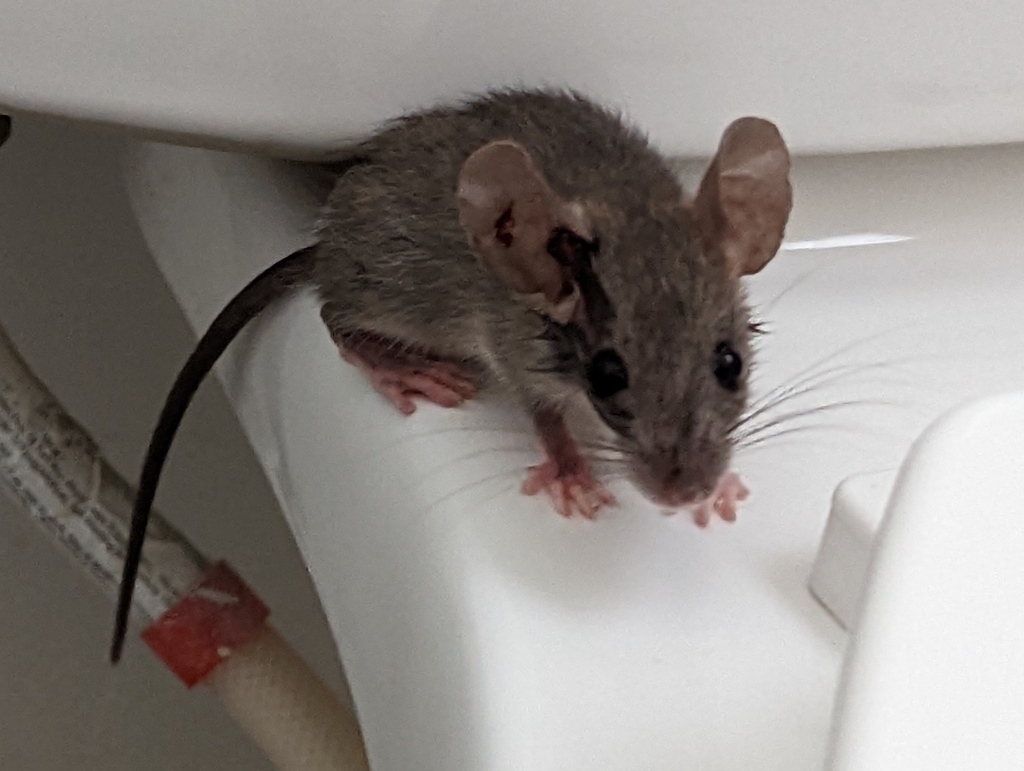 House Mouse