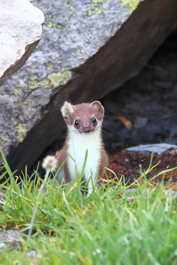 Beringian Ermine