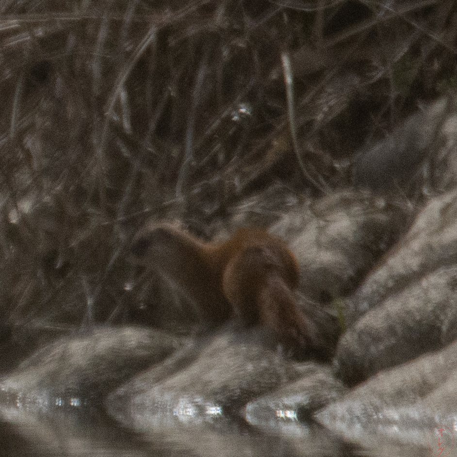 Japanese Weasel