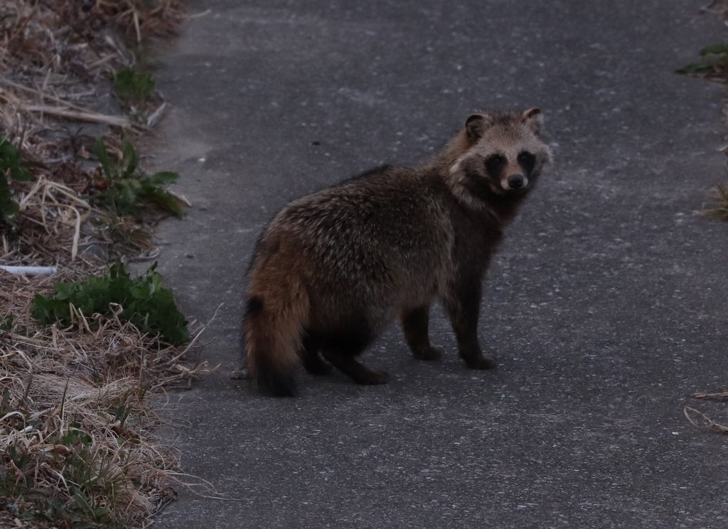 Japanese Raccoon Dog
