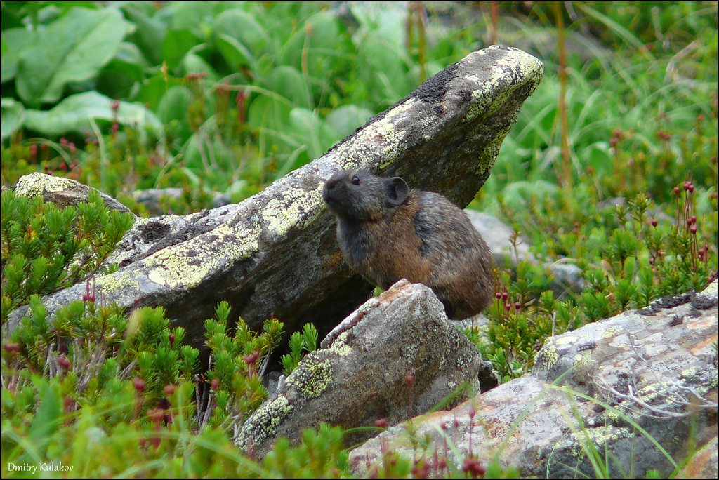 Northern Pika