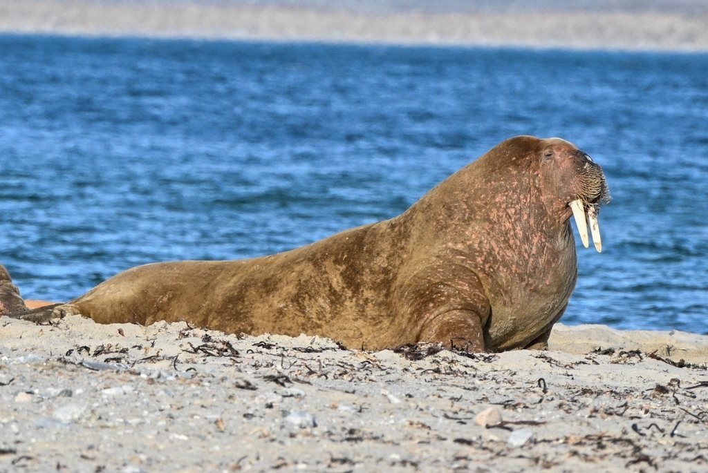 Walrus