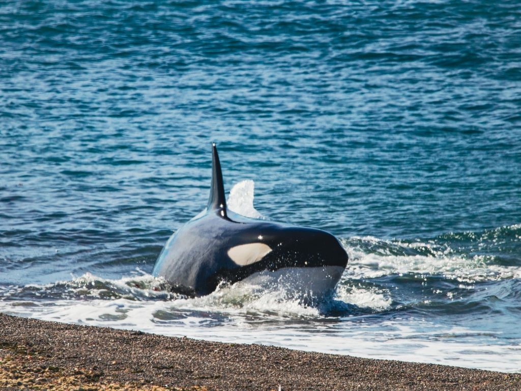 Common Killer Whale