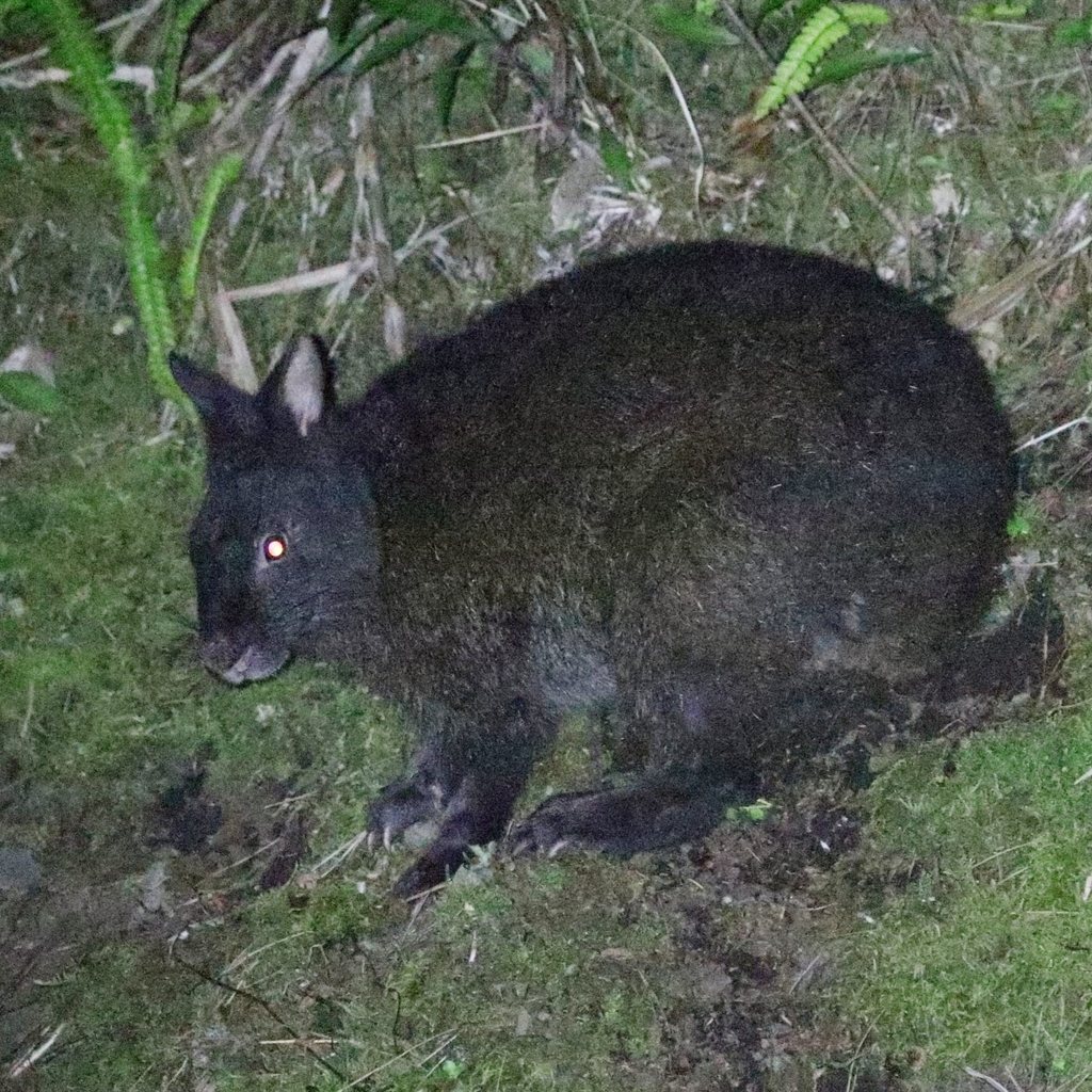 Amami Rabbit