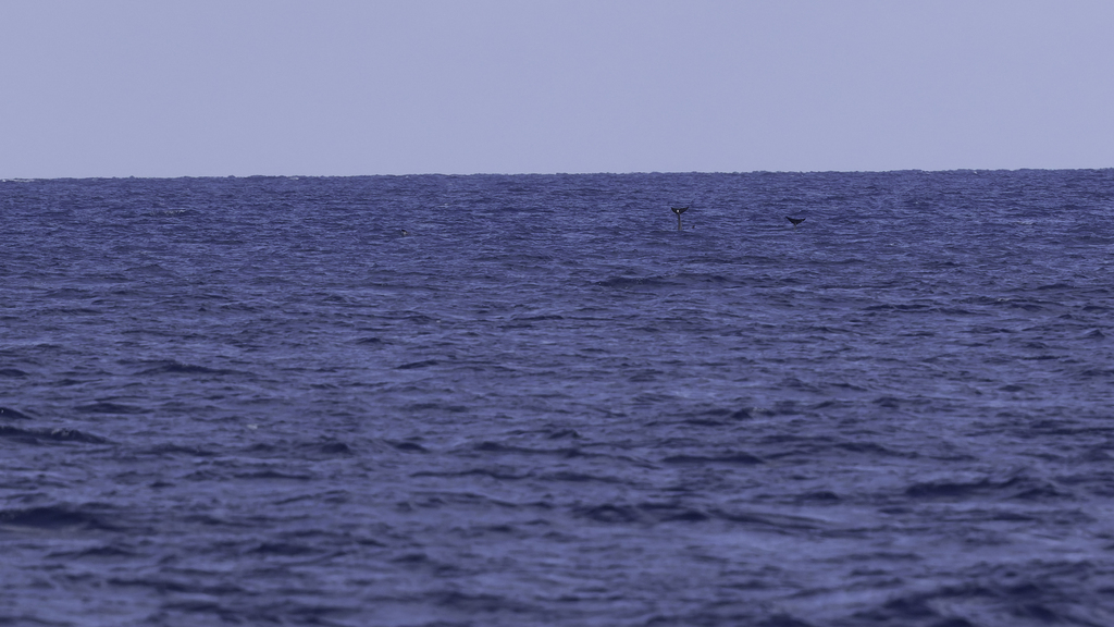 Melon-headed Whale
