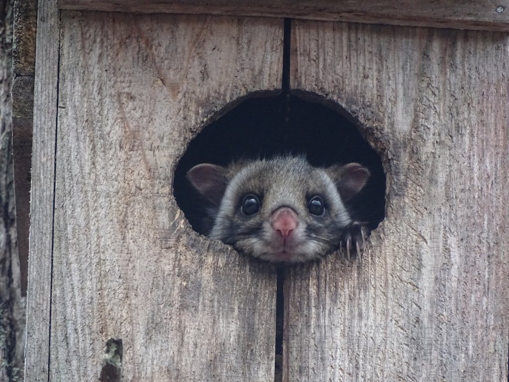 Japanese Giant Flying Squirrel