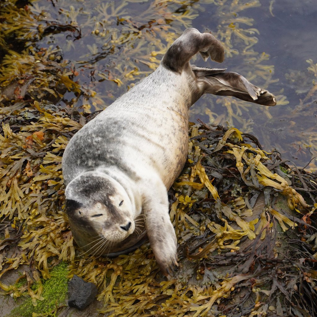 Harbor Seal
