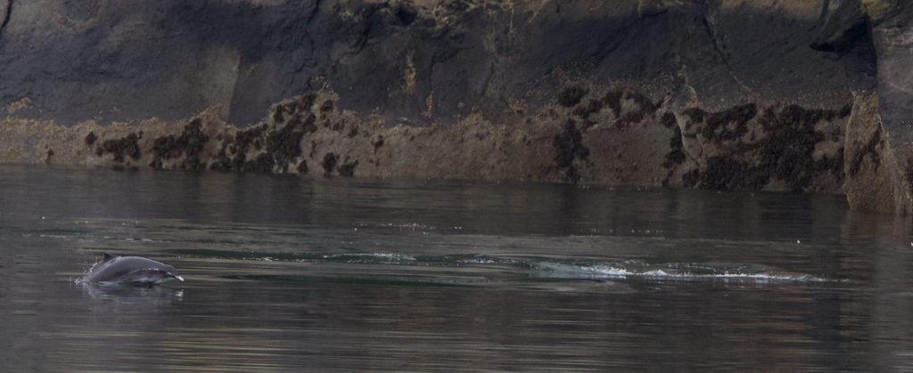 Harbor Porpoise