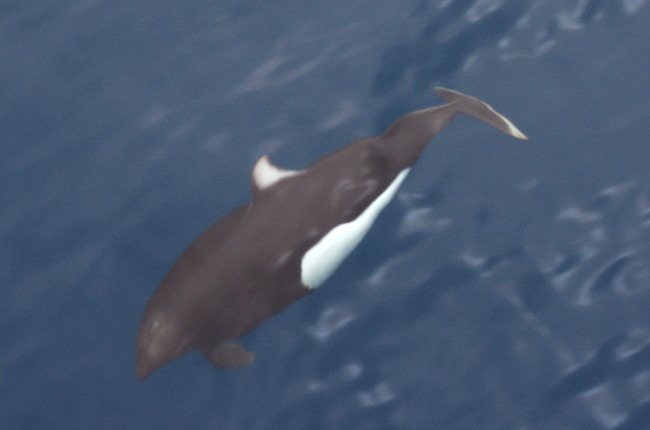 Dall's Porpoise