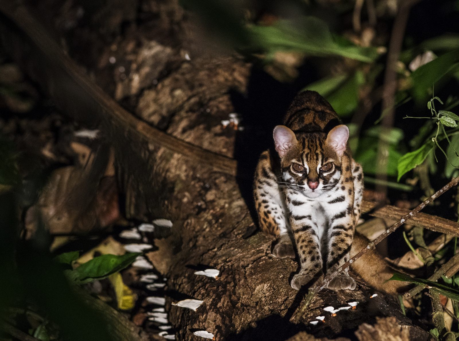 Mainland Leopard Cat