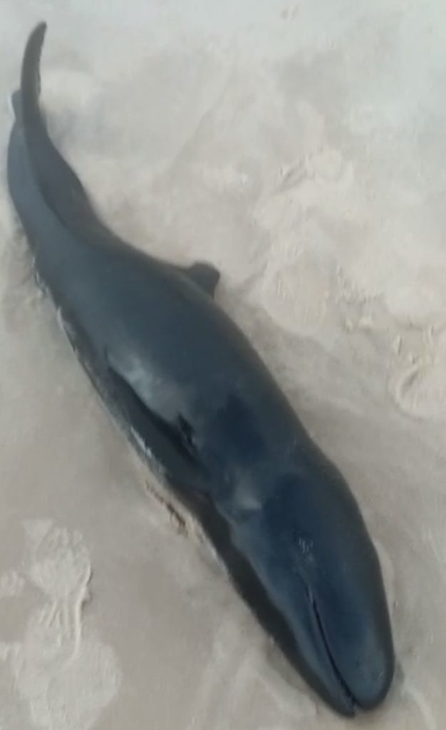 False Killer Whale