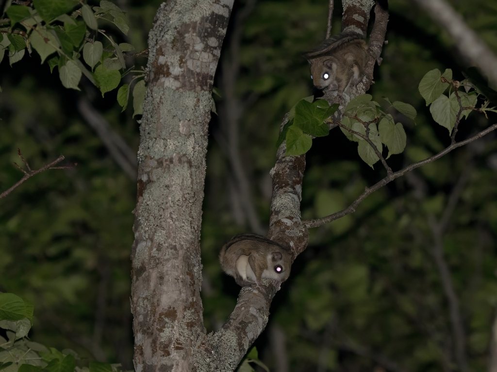 Japanese Flying Squirrel