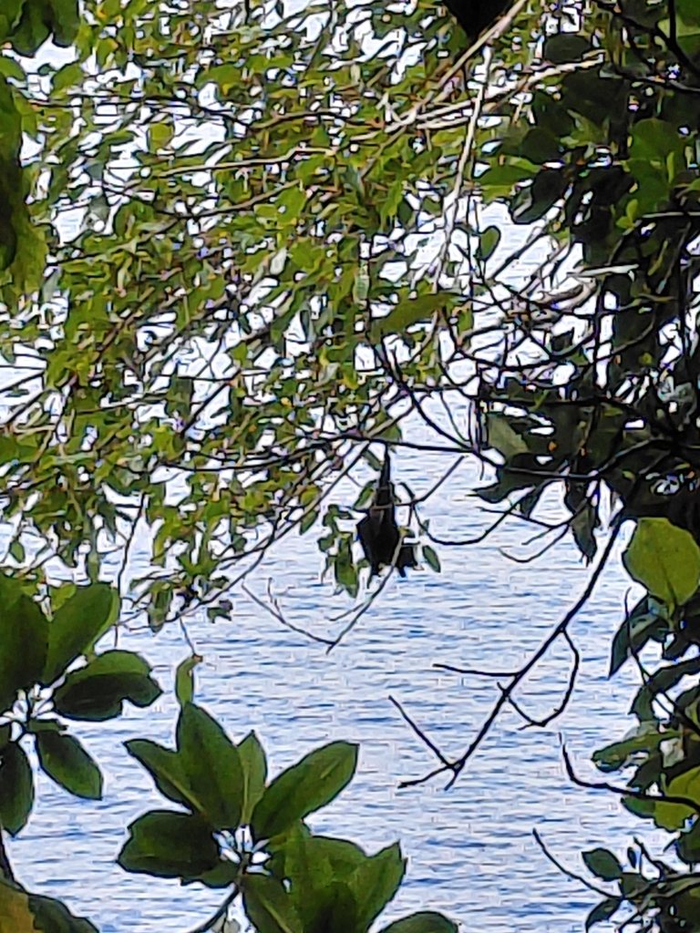 Marianas Flying Fox